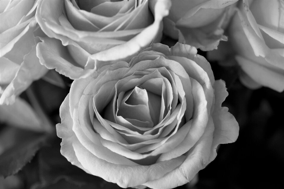 Nature rose blooms summer
