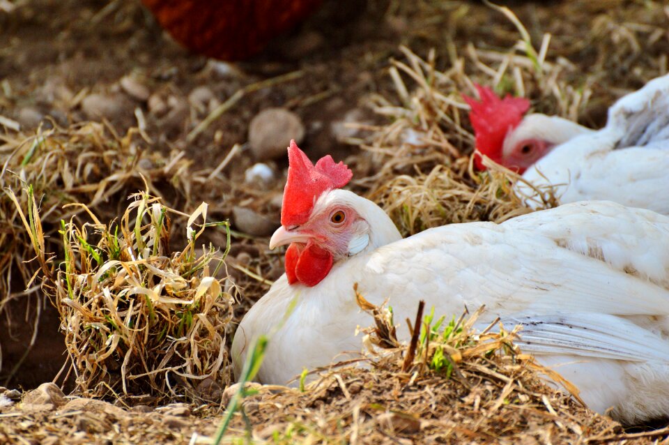Pinnate free range farm