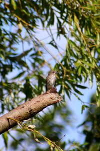 Green little bird liaison services key