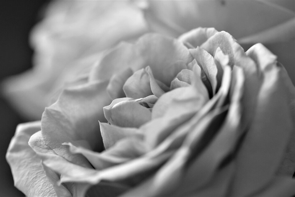 Nature rose blooms summer