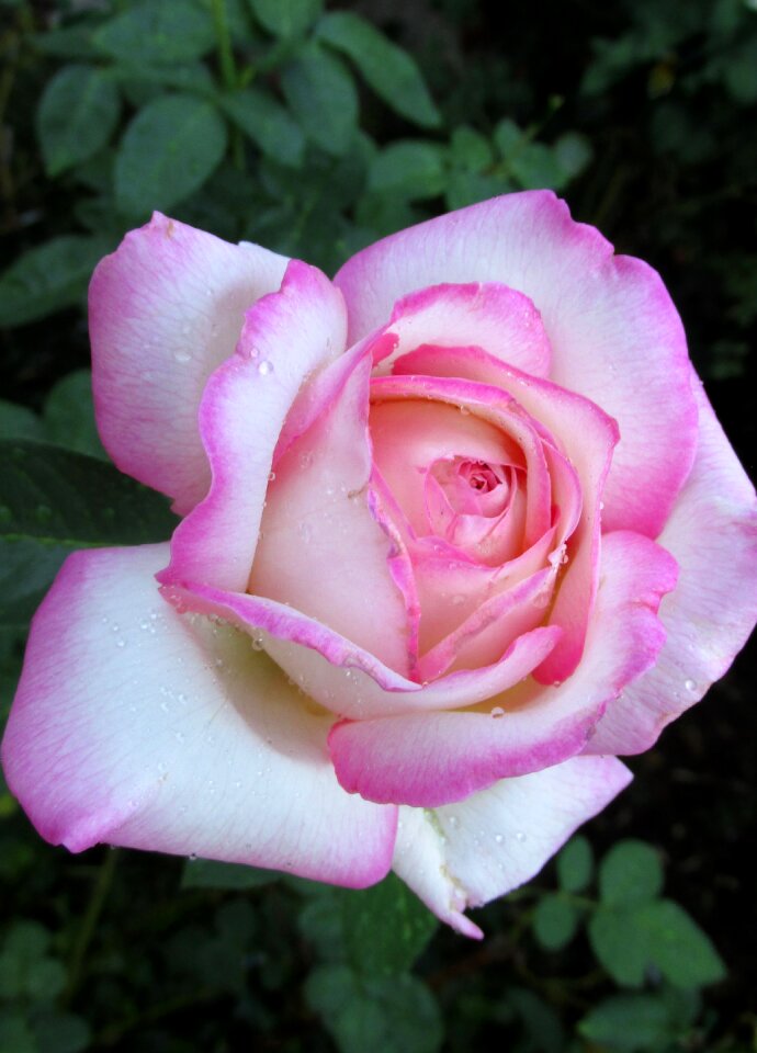 Bloom garden nature