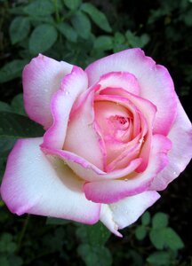 Bloom garden nature