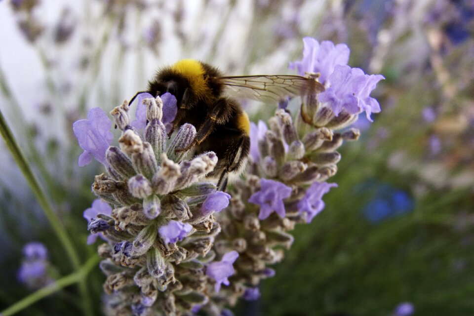Insect bourdon lavender
