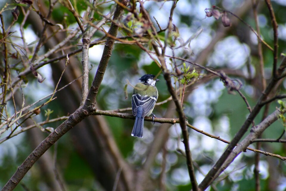 Green little bird tits
