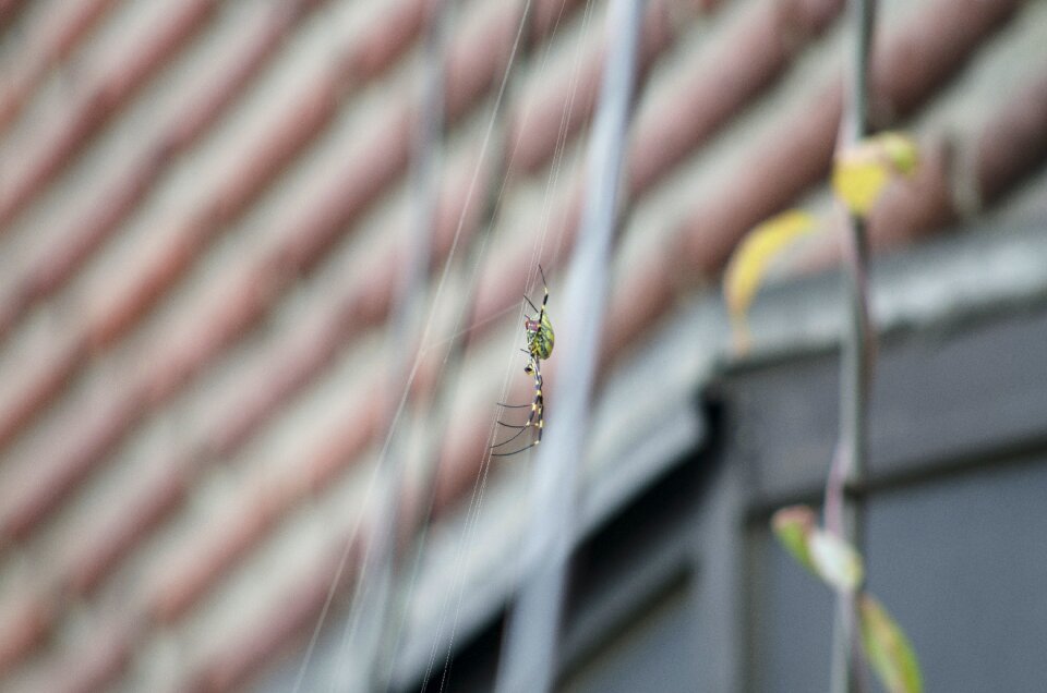 Insects tiger nature