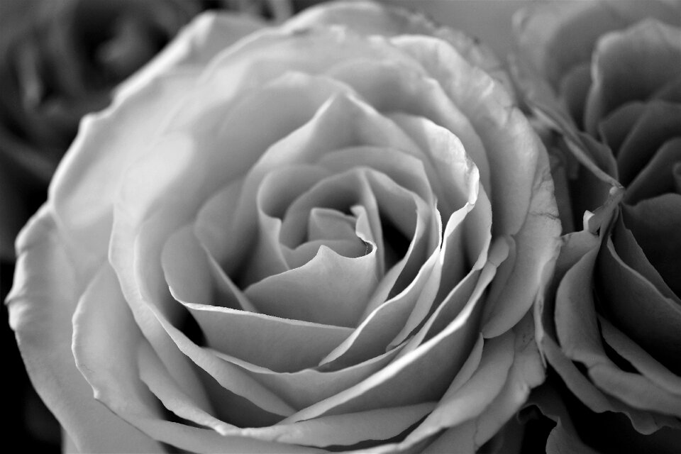 Nature rose blooms summer