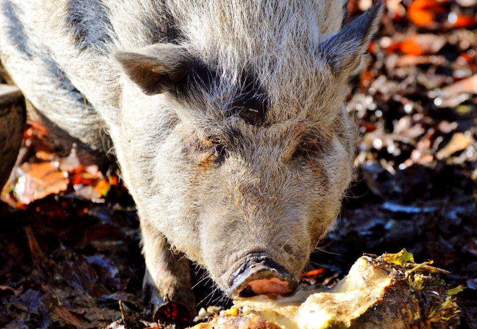 Young animal sow livestock