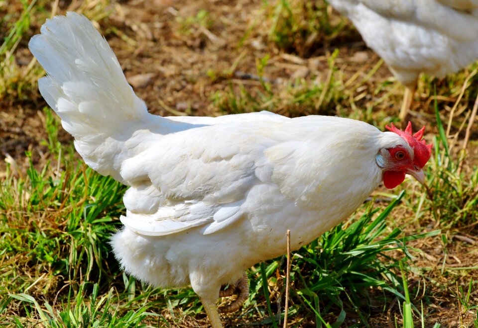 Pinnate free range farm
