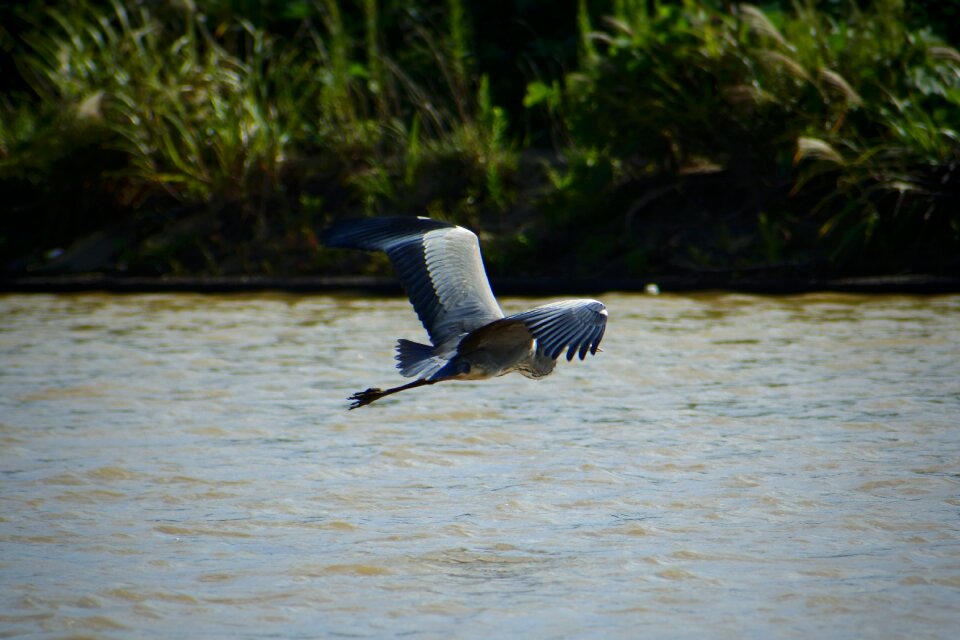 Wild birds heron gray heron