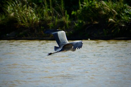 Wild birds heron gray heron photo