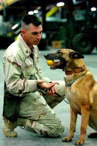 US Navy 070507-N-9818V-160 A chief master-at-arms, attached to Naval Security Force, K-9 Unit, trains with his Belgian Malinois, in a detection proficient trail and training