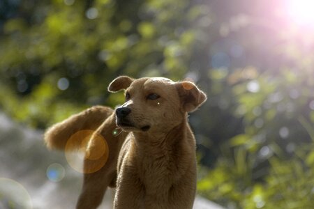 Animals dogs playing profile dog