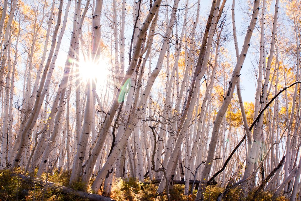 Autumn nature yellow