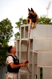 US Navy 070507-N-9818V-347 Master-at-Arms 2nd Class Jeremy Aldrich, attached to Naval Security Force, K-9 Unit, and his military working dog Tyson, a four-year-old blue Belgium Malinois, take a little break for some fun at the