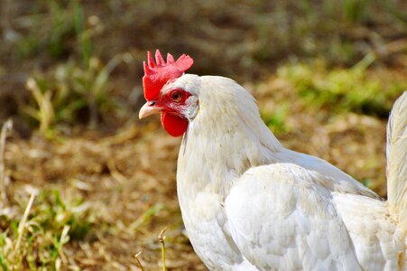 Pinnate free range farm