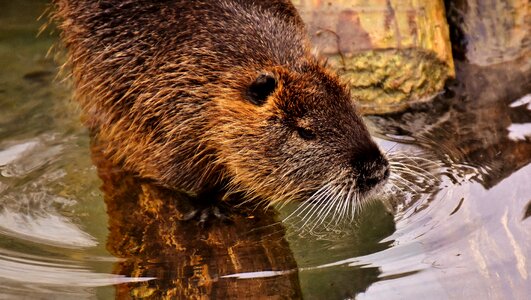 Splashing animal world animal