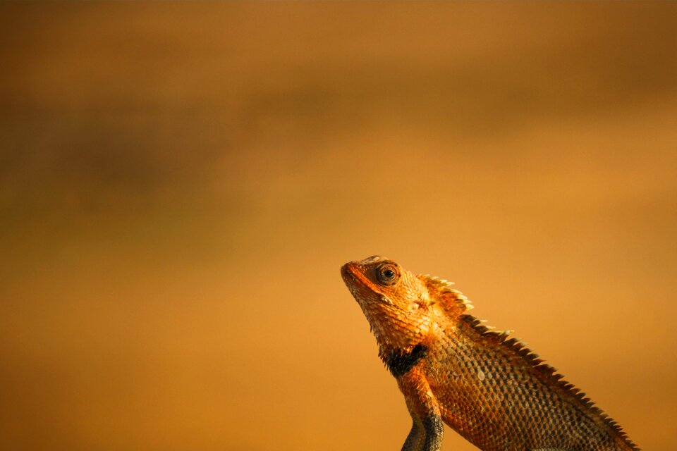 Animal design nature