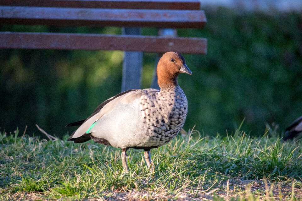 Outdoors animal duck
