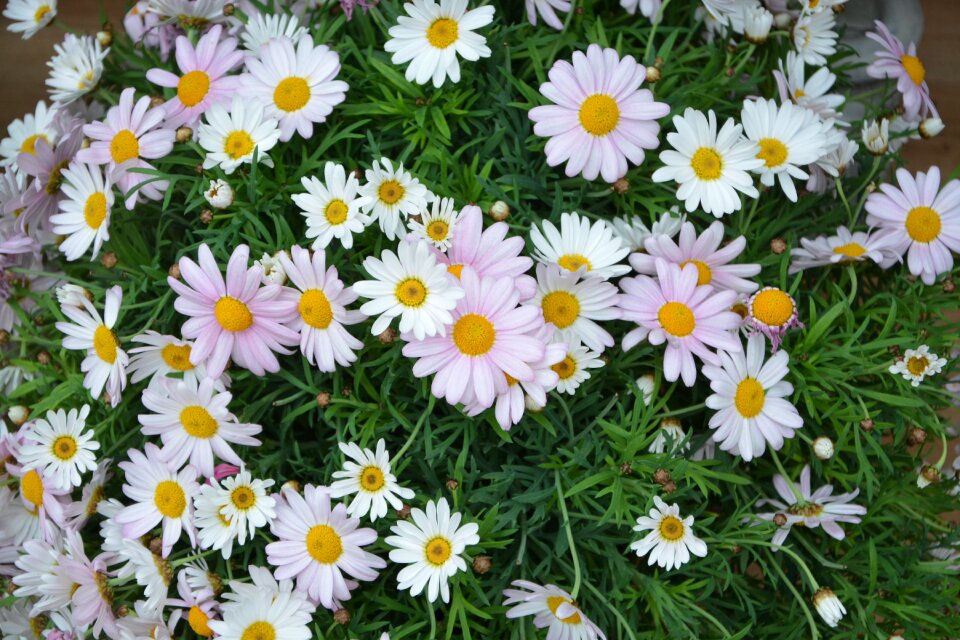 Garden summer massif