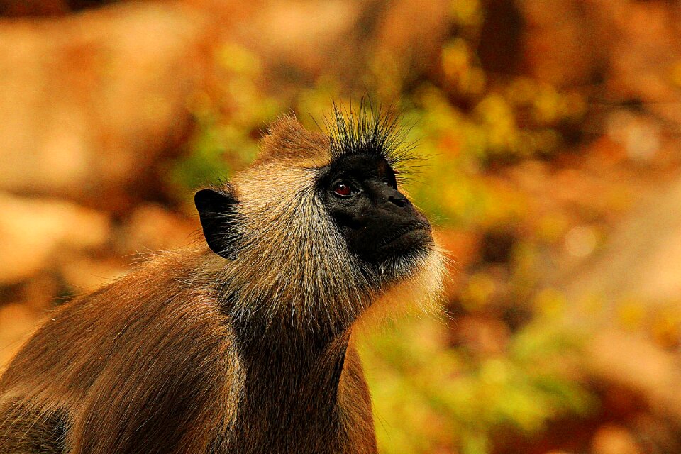 Africa nature wild