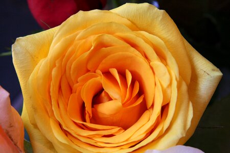 Close-up yellow rose flower brown rose photo