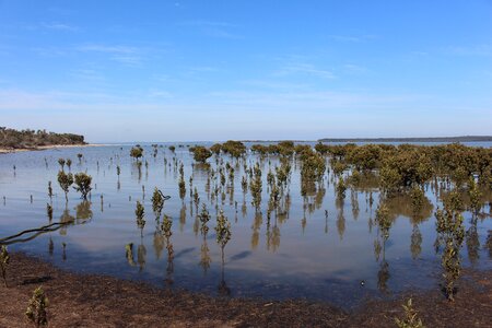 Australia ramsar wild