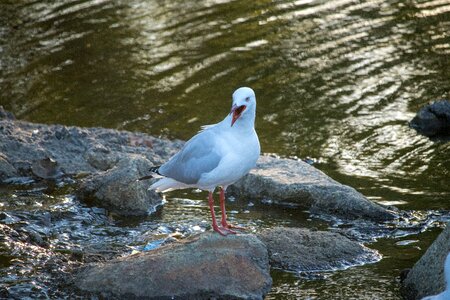 Wildlife outdoors seagull photo