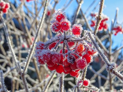 Frozen hoarfrost branches photo