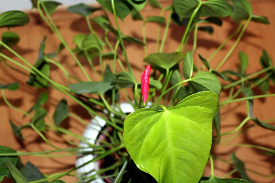 Decoration blossoming plants