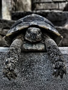 Nature animal little turtle