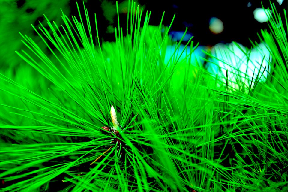 Pine green plant