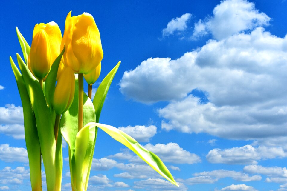 Blossom bloom yellow flowers