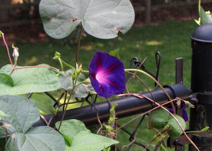 Purple flower nature photo