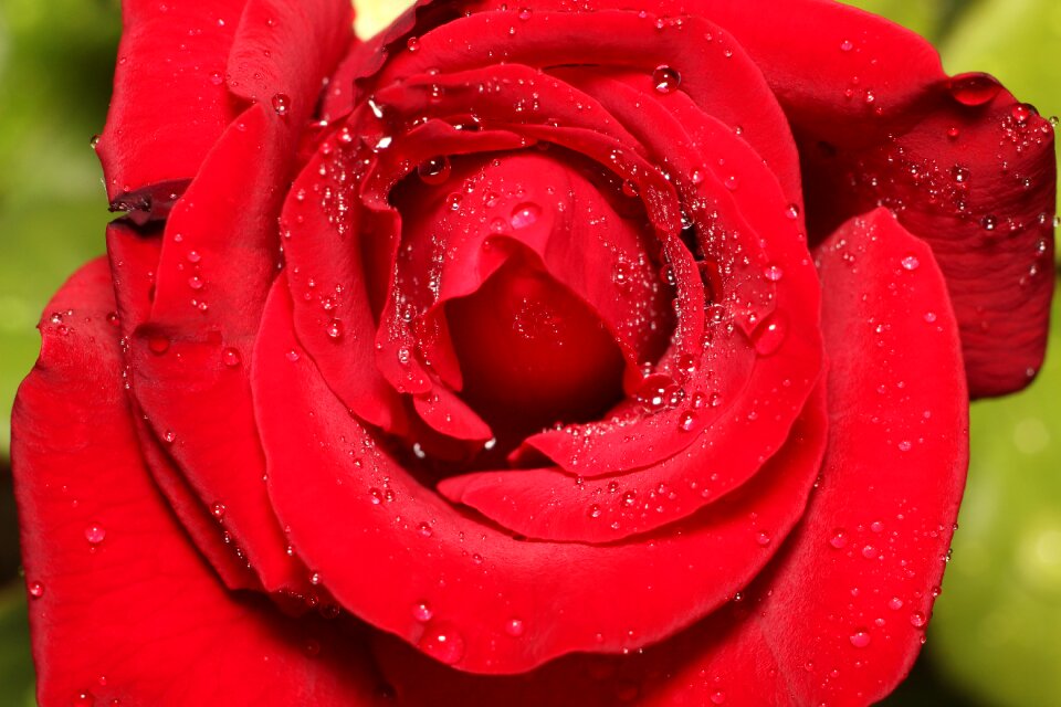 Petal no one love