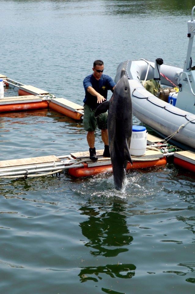 US Navy 070613-N-7676W-177 Aviation Structural Mechanic 2nd Class Shaun McDonald, assigned to Naval Special Clearance Team One (NSCT-1), works with Ten, a Marine Mammal System (MMS) dolphin