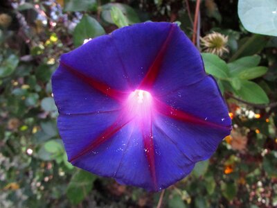 Morning glory floral photo