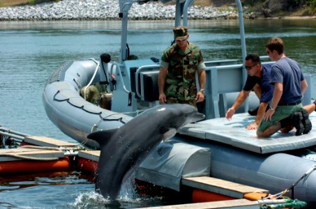 US Navy 070613-N-7676W-331 Aviation Structural Mechanic 2nd Class Shaun McDonald, center, assigned to Naval Special Clearance Team One (NSCT) 1, brings Ten, a Marine Mammal System (MMS) dolphin, aboard a rigid hull inflatable b