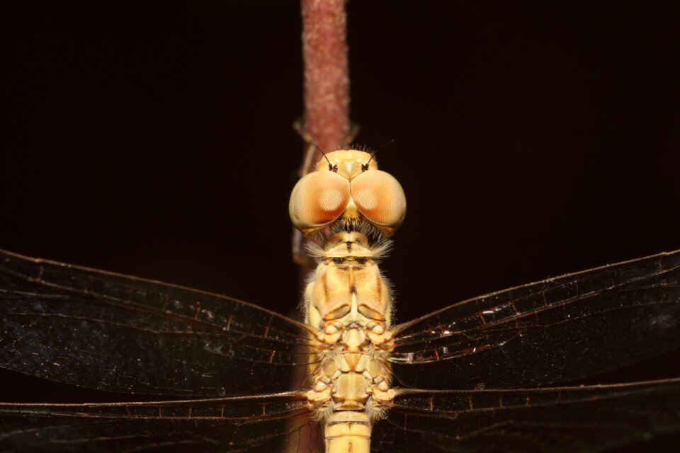 Insect dragonfly adhere