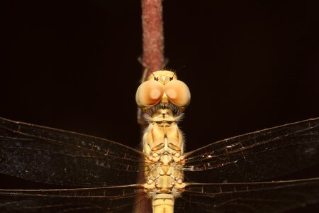 Insect dragonfly adhere