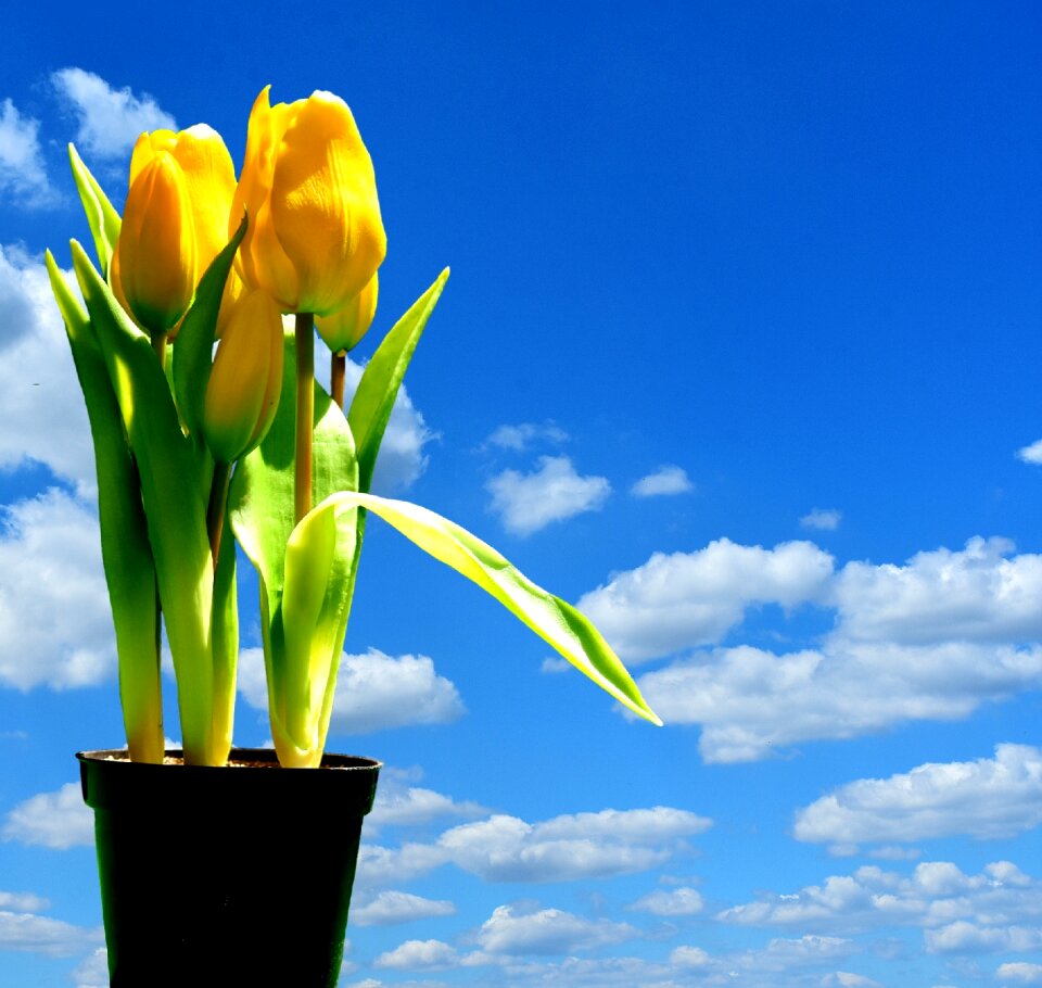 Blossom bloom yellow flowers