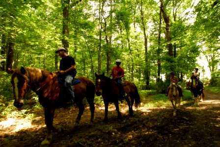 US Navy 070616-N-5330L-090 Sailors from various commands enjoy a trail ride with their loved ones at Morale, Welfare and Recreation's (MWR) Oceana Stables