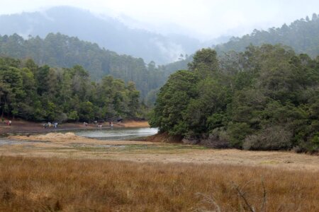 Southindia river dense