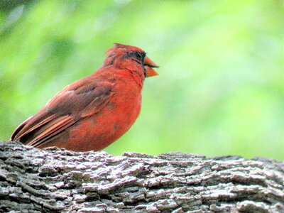 Song bird cardinal wildlife photo