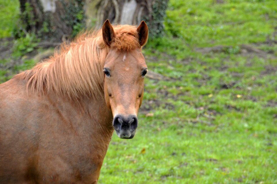 Field mammal mane