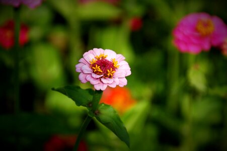 Garden petal flowering photo