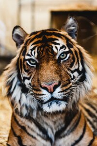 Wildlife animal brown tiger photo