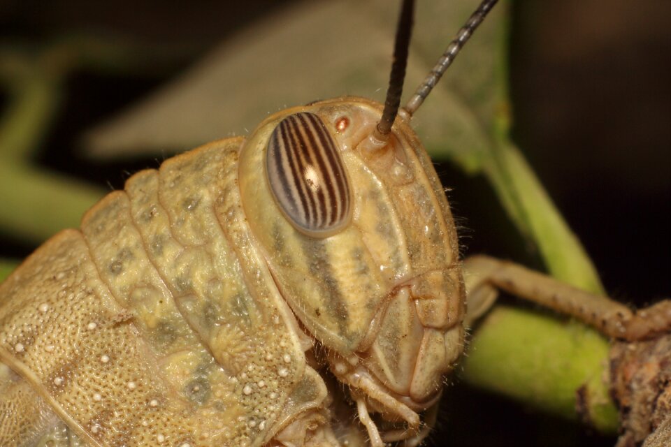 Insect grasshopper sheet