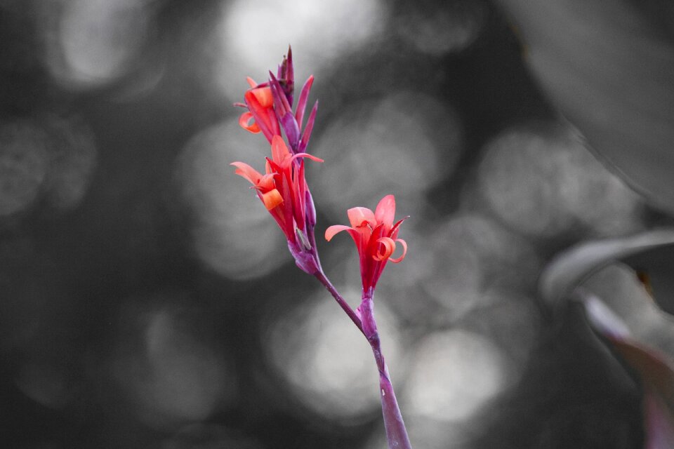 Floral blossom bloom