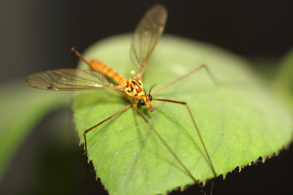 Wing living nature the mosquito