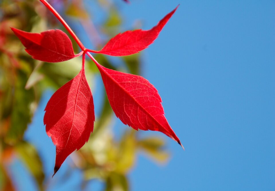 Plant autumn perennial